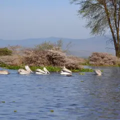 Pelikanfamilie auf dem Lake Naivasha, umgeben von üppiger Vegetation und sanften Hügeln im Hintergrund.
