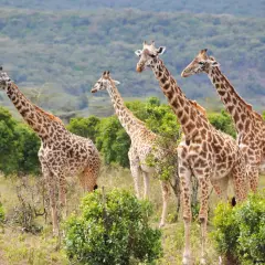 Vier Giraffen stehen in der Savanne Tansanias. Das Wetter im Februar ist angenehm, ideal für die Tierbeobachtung.