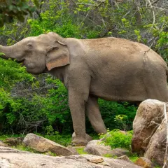 Ein Elefant frisst Blätter in Sri Lanka. Die majestätischen sri lanka elefanten sind ein Symbol für die Insel.