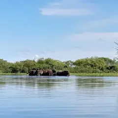 Elefanten durchqueren einen Fluss im Caprivi-Streifen.