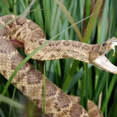 Eine Giftschlange mit geöffnetem Maul und Tropfen aus ihrem Gift, versteckt im hohen Gras. Die Dominikanische Republik ist bekannt für ihre vielfältige Tierwelt, darunter auch Schlangen.