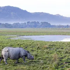 Ein Nashorn grast in der weiten, grünen Landschaft Indiens. Berge und Nebel im Hintergrund.