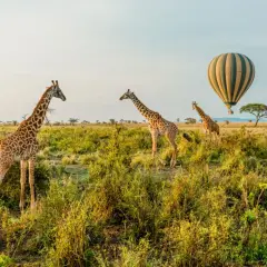 Giraffen im Wilpattu Nationalpark, während ein Heißluftballon über die Savanne schwebt.