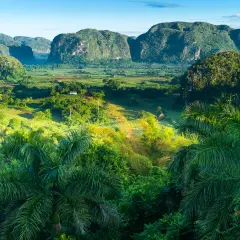 Grüne Hügel und Palmen im Tal von Viñales, Kuba. Ein kleines Haus in der Ferne.