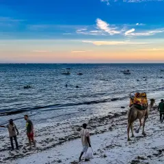 Kenia: Kamelritt am Strand, Menschen baden im Meer. Die beste Reisezeit für Safari und Baden ist jetzt!