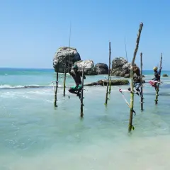 Stelzenfischer Sri Lanka: Männer sitzen auf Stelzen im Meer und angeln. Die Sonne scheint auf das türkisfarbene Wasser.
