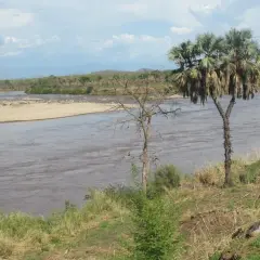 Ein breiter, schlammiger Fluss schlängelt sich durch eine trockene Landschaft mit Palmen und Büschen. Man fragt sich, wie lang ist der Nil, wenn er so majestätisch fließt.