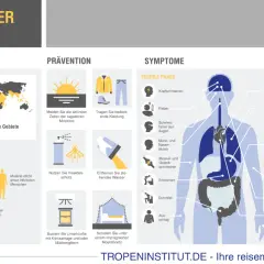 Infografik zu Dengue-Fieber: Symptome, Übertragung, Prävention und Behandlung. Betroffene Gebiete weltweit, auch in Australien.
