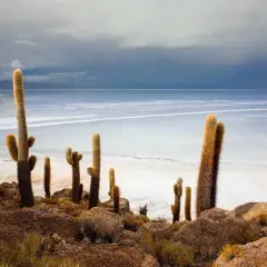 Hohe, behaarte Kakteen ragen aus felsigem Boden hervor, vor einer weiten, salzigen Ebene und einem dramatischen Himmel. Eine ikonische bolivianische Landschaft.