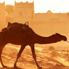 Karawanen ziehen durch Marokko, während die Sonne untergeht. Die Hitze und die Sandstürme erinnern an die Herausforderungen, die auch das Zika-Virus mit sich bringt.