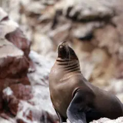 Seelöwe auf Felsen in Paracas, Peru, genießt die Sonne.