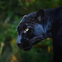 Ein majestätisches schwarzes Jaguar-Tier mit leuchtend gelben Augen blickt aufmerksam in die Ferne.