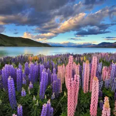 Wiesen voller Lupinen in Rosa und Lila am Seeufer. Das Wetter in Neuseeland im November ist oft sonnig mit dramatischen Wolken.