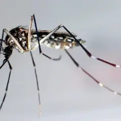 Nahaufnahme einer Mücke, die den Costa Rica Zika-Virus übertragen kann.