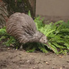 Ein Kiwi, eines der einzigartigen Tiere in Neuseeland, sucht zwischen Farnen nach Nahrung.