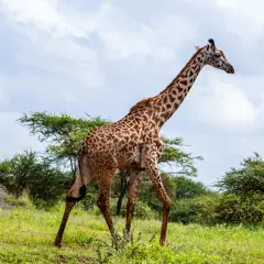 Eine Giraffe schreitet durch die Savanne. Das Wetter in Kenia im November ist sonnig mit einigen Wolken.
