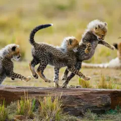 Drei Gepardenbabys tollen ausgelassen auf einem Baumstamm herum. Ein perfekter Moment für eine Safari in Afrika.