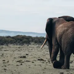 Ein Elefant wandert durch die weiten Ebenen der kenianischen Nationalparks.