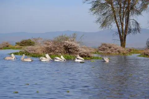 Pelikanfamilie auf dem Lake Naivasha, umgeben von üppiger Vegetation und sanften Hügeln im Hintergrund.