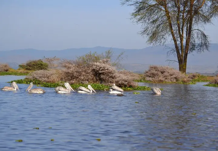 Pelikanfamilie auf dem Lake Naivasha, umgeben von üppiger Vegetation und sanften Hügeln im Hintergrund.