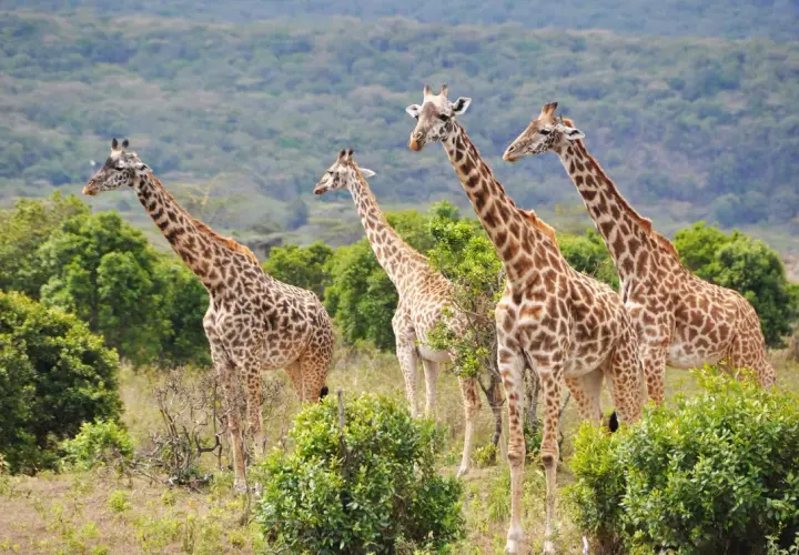 Vier Giraffen stehen in der Savanne Tansanias. Das Wetter im Februar ist angenehm, ideal für die Tierbeobachtung.