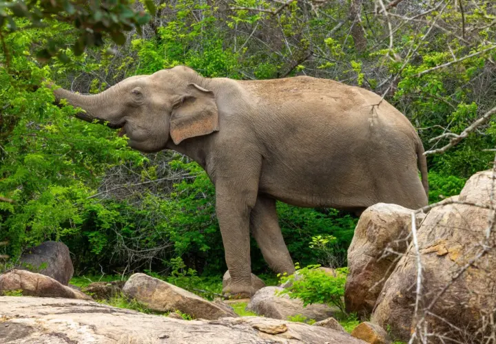 Ein Elefant frisst Blätter in Sri Lanka. Die majestätischen sri lanka elefanten sind ein Symbol für die Insel.