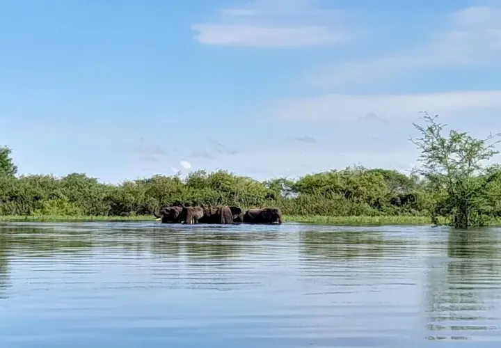Elefanten durchqueren einen Fluss im Caprivi-Streifen.