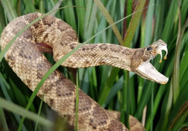 Eine Giftschlange mit geöffnetem Maul und Tropfen aus ihrem Gift, versteckt im hohen Gras. Die Dominikanische Republik ist bekannt für ihre vielfältige Tierwelt, darunter auch Schlangen.