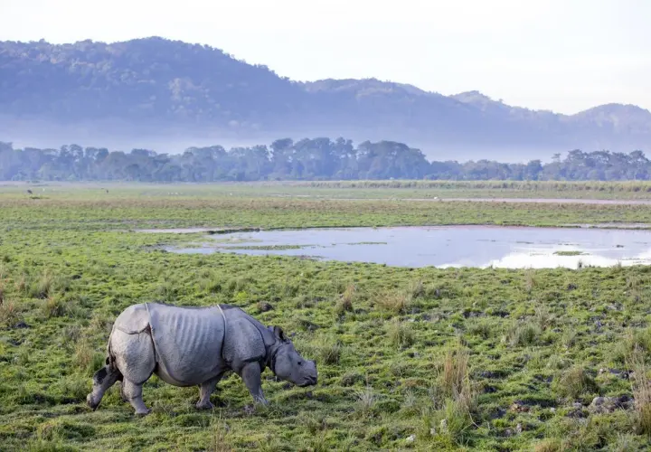 Ein Nashorn grast in der weiten, grünen Landschaft Indiens. Berge und Nebel im Hintergrund.