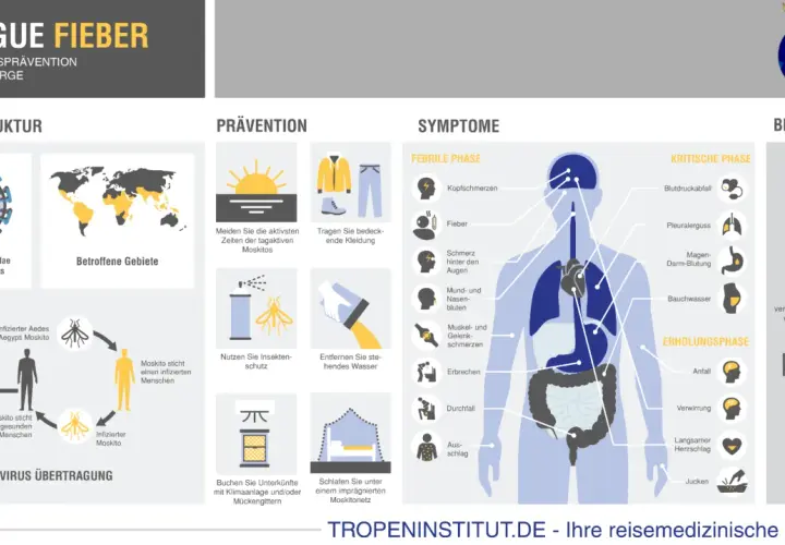 Infografik zu Dengue-Fieber: Symptome, Übertragung, Prävention und Behandlung. Betroffene Gebiete weltweit, auch in Australien.