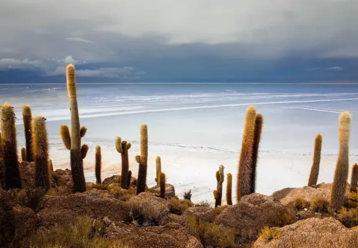 Hohe, behaarte Kakteen ragen aus felsigem Boden hervor, vor einer weiten, salzigen Ebene und einem dramatischen Himmel. Eine ikonische bolivianische Landschaft.