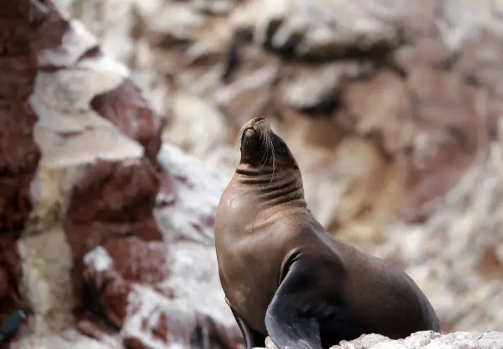 Seelöwe auf Felsen in Paracas, Peru, genießt die Sonne.