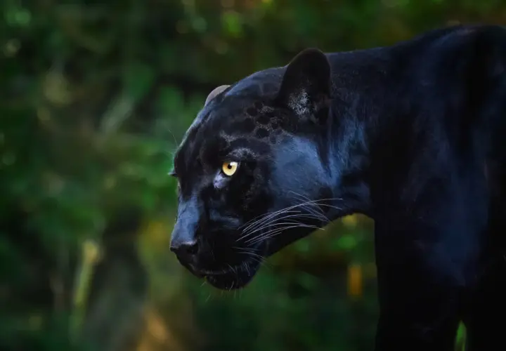 Ein majestätisches schwarzes Jaguar-Tier mit leuchtend gelben Augen blickt aufmerksam in die Ferne.
