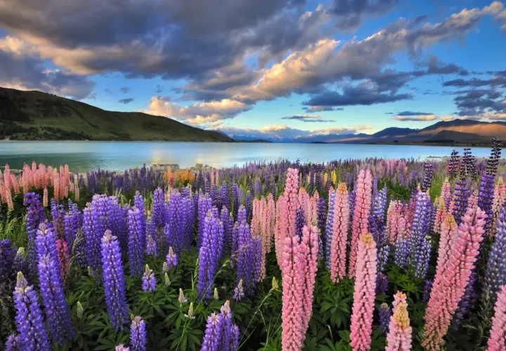 Wiesen voller Lupinen in Rosa und Lila am Seeufer. Das Wetter in Neuseeland im November ist oft sonnig mit dramatischen Wolken.