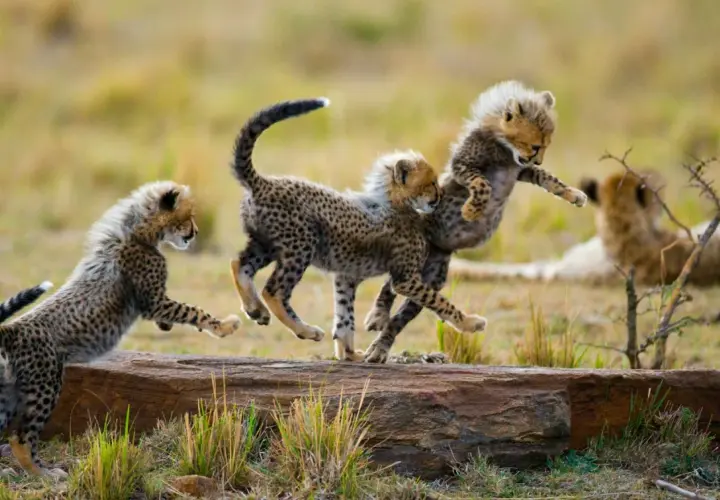 Drei Gepardenbabys tollen ausgelassen auf einem Baumstamm herum. Ein perfekter Moment für eine Safari in Afrika.