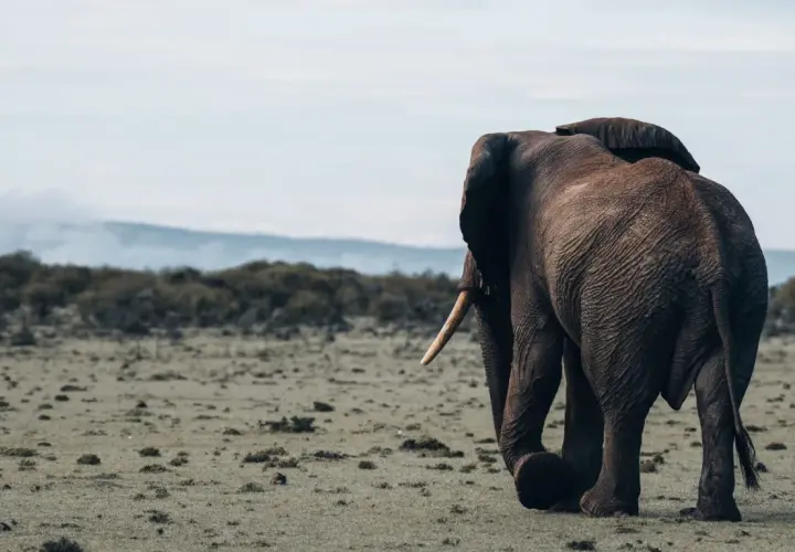 Ein Elefant wandert durch die weiten Ebenen der kenianischen Nationalparks.