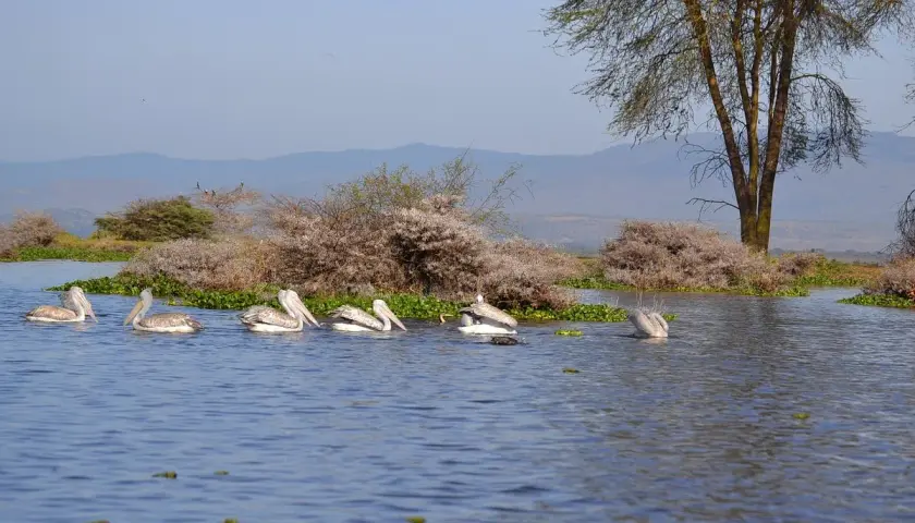 Pelikanfamilie auf dem Lake Naivasha, umgeben von üppiger Vegetation und sanften Hügeln im Hintergrund.
