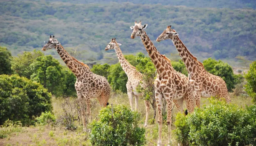 Vier Giraffen stehen in der Savanne Tansanias. Das Wetter im Februar ist angenehm, ideal für die Tierbeobachtung.