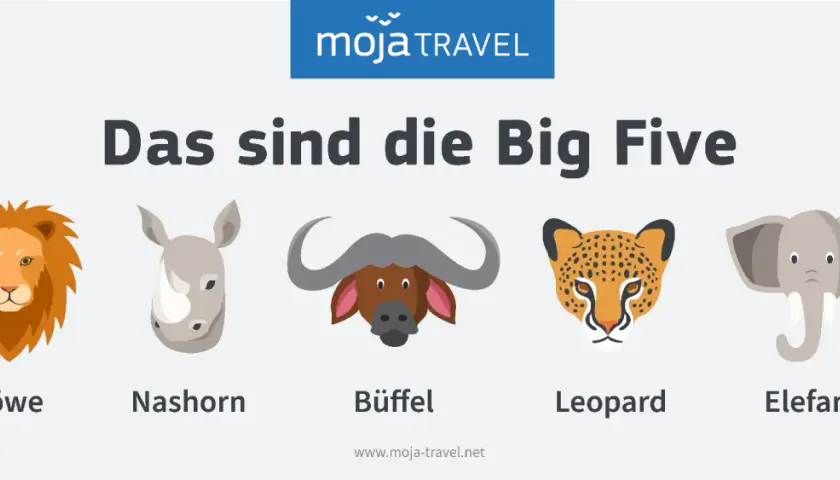 Die Big Five der Safari: Löwe, Nashorn, Büffel, Leopard und Elefant.