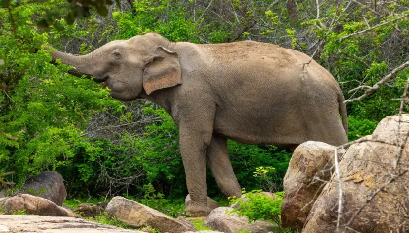 Ein Elefant frisst Blätter in Sri Lanka. Die majestätischen sri lanka elefanten sind ein Symbol für die Insel.