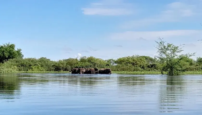 Elefanten durchqueren einen Fluss im Caprivi-Streifen.