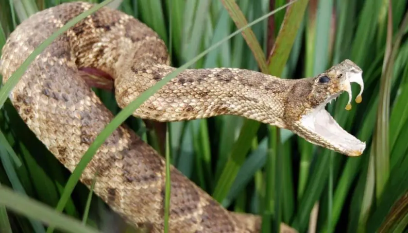 Eine Giftschlange mit geöffnetem Maul und Tropfen aus ihrem Gift, versteckt im hohen Gras. Die Dominikanische Republik ist bekannt für ihre vielfältige Tierwelt, darunter auch Schlangen.