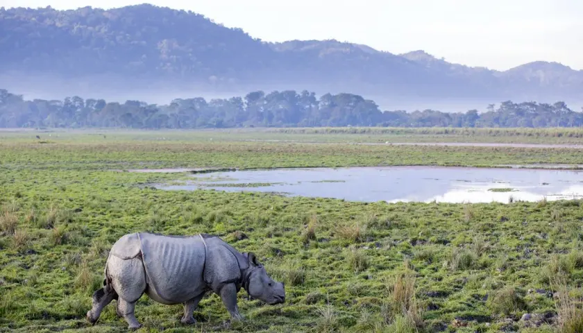 Ein Nashorn grast in der weiten, grünen Landschaft Indiens. Berge und Nebel im Hintergrund.