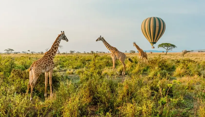 Giraffen im Wilpattu Nationalpark, während ein Heißluftballon über die Savanne schwebt.