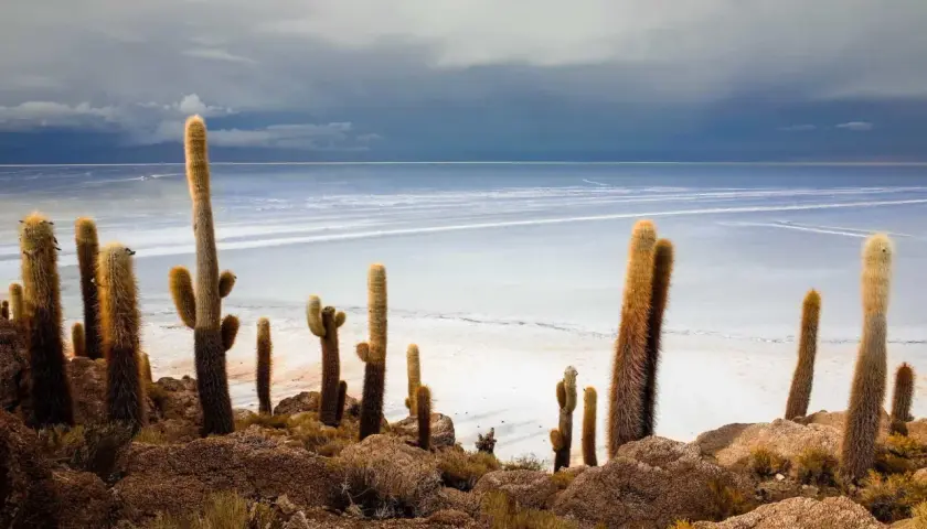 Hohe, behaarte Kakteen ragen aus felsigem Boden hervor, vor einer weiten, salzigen Ebene und einem dramatischen Himmel. Eine ikonische bolivianische Landschaft.