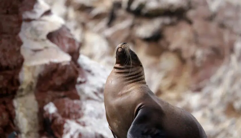 Seelöwe auf Felsen in Paracas, Peru, genießt die Sonne.