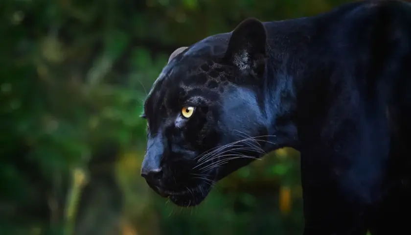 Ein majestätisches schwarzes Jaguar-Tier mit leuchtend gelben Augen blickt aufmerksam in die Ferne.