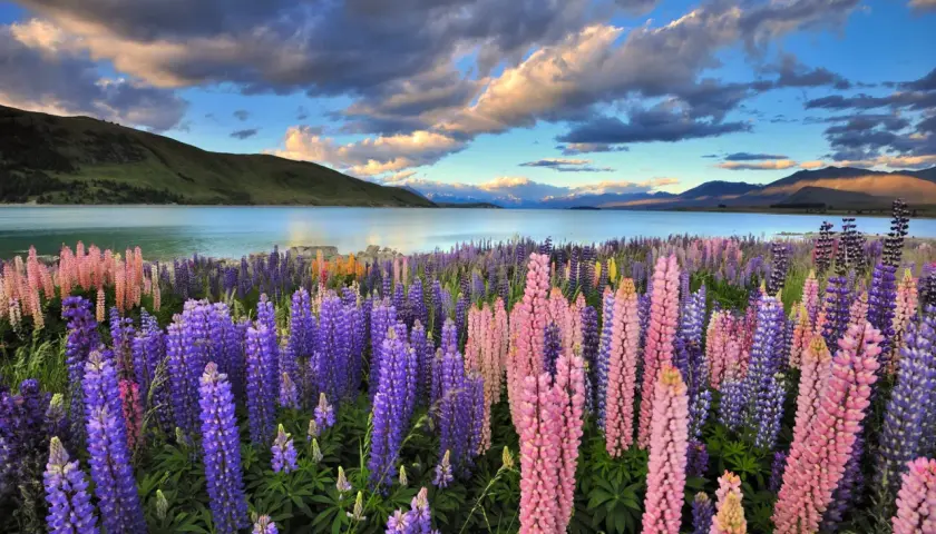 Wiesen voller Lupinen in Rosa und Lila am Seeufer. Das Wetter in Neuseeland im November ist oft sonnig mit dramatischen Wolken.