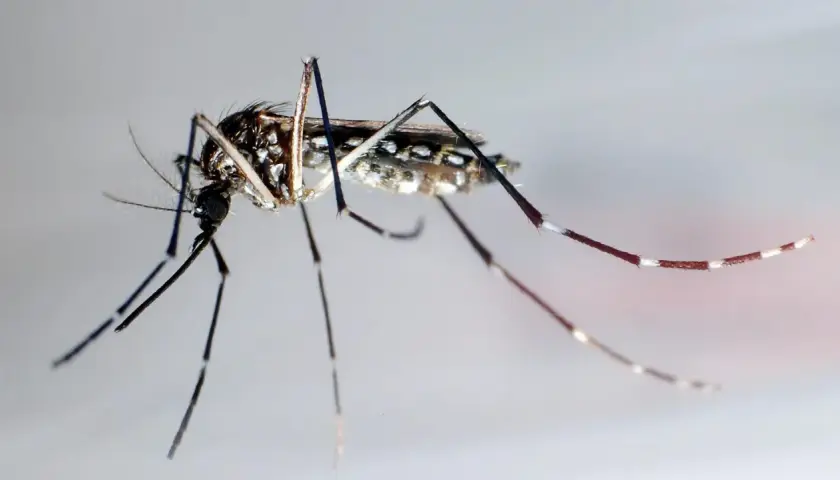 Nahaufnahme einer Mücke, die den Costa Rica Zika-Virus übertragen kann.
