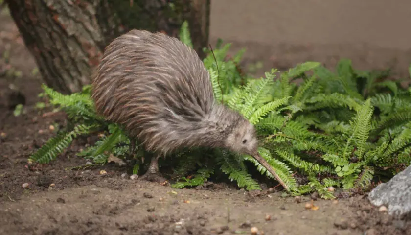 Ein Kiwi, eines der einzigartigen Tiere in Neuseeland, sucht zwischen Farnen nach Nahrung.